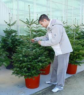 ¿Cómo se debe cuidar un árbol natural de Navidad?.  Cuidados básicos para abetos naturales