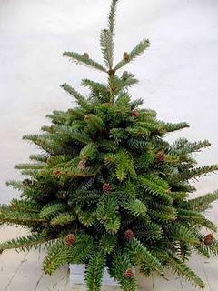 ¿Cómo se debe cuidar un árbol natural de Navidad?.  Cuidados básicos para abetos naturales