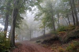 Mi sueño de otoño (Montseny, Barcelona, octubre 2010) ÚLTIMO SUEÑO DE OTOÑO