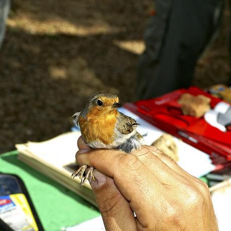 EL ASOMBROSO MUNDO DE LAS AVES