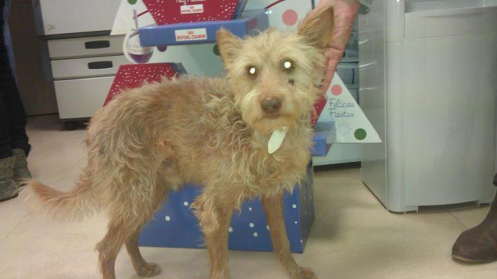 ABUELO DE 11 AÑOS toda su vida con un cazador. Tiene una infección en la boca y le ha provocado una herida en la cara. Ayuda