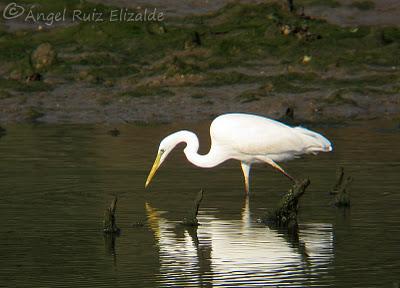Garceta grande...