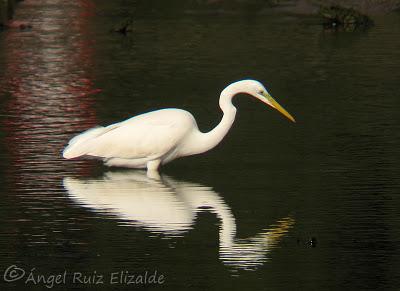 Garceta grande...