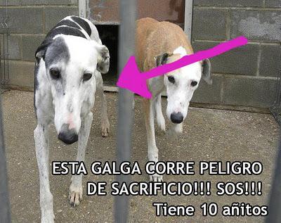POR FAVOR, ES MUY URGENTE, GALGA EN PERRERA DE HUESCA.