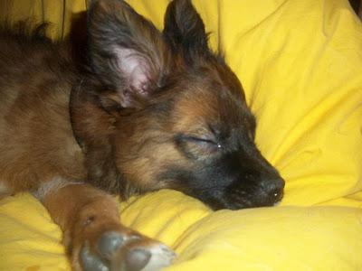 3ª DIFUSIÓN - RÍO,PRECIOSO BEBÉ DE SPITZ ALEMÁN,ES URGENTE QUE ENCUENTRE UN HOGAR!!MURCIA - SE ENVÍA‏