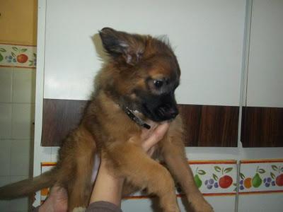 3ª DIFUSIÓN - RÍO,PRECIOSO BEBÉ DE SPITZ ALEMÁN,ES URGENTE QUE ENCUENTRE UN HOGAR!!MURCIA - SE ENVÍA‏