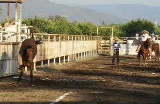 Compadres de Tecomán metió 310