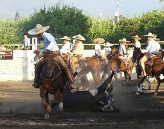 Compadres de Tecomán metió 310