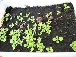 Autocultivo de tabaco (por Ubuntu y algo mas) Autocultivo de tabaco (por Ubuntu y algo mas)