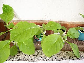 Autocultivo de tabaco (por Ubuntu y algo mas) Autocultivo de tabaco (por Ubuntu y algo mas)