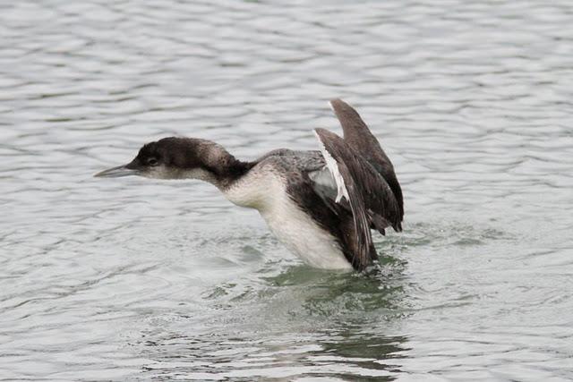 COLIMBO GRANDE(GAVIA INMER) ESE EXTRAÑO DEL NORTE