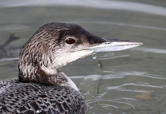 COLIMBO GRANDE(GAVIA INMER) ESE EXTRAÑO DEL NORTE