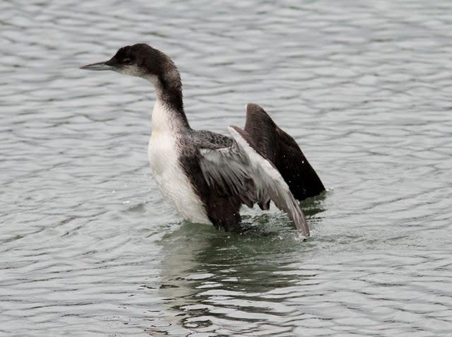 COLIMBO GRANDE(GAVIA INMER) ESE EXTRAÑO DEL NORTE