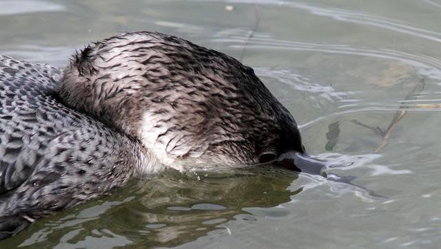 COLIMBO GRANDE(GAVIA INMER) ESE EXTRAÑO DEL NORTE