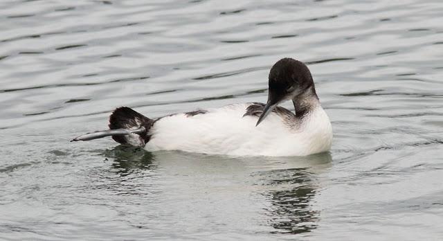 COLIMBO GRANDE(GAVIA INMER) ESE EXTRAÑO DEL NORTE