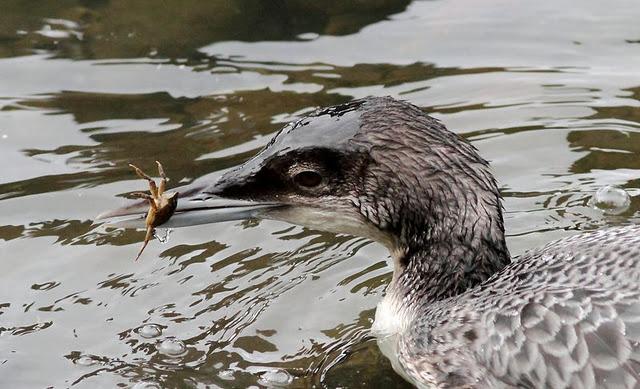 COLIMBO GRANDE(GAVIA INMER) ESE EXTRAÑO DEL NORTE