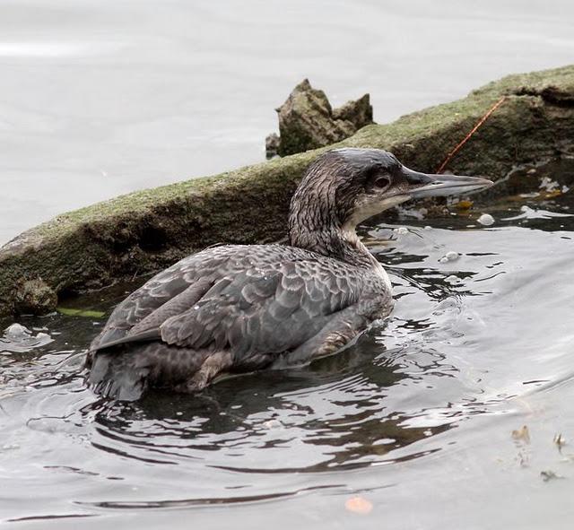 COLIMBO GRANDE(GAVIA INMER) ESE EXTRAÑO DEL NORTE