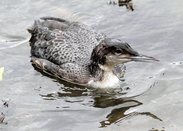 COLIMBO GRANDE(GAVIA INMER) ESE EXTRAÑO DEL NORTE