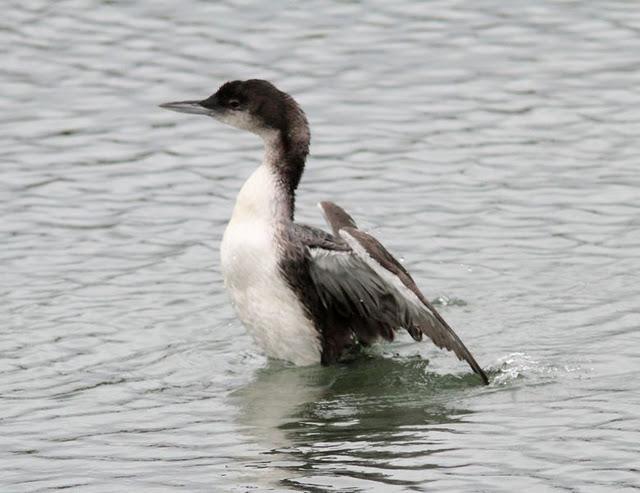 COLIMBO GRANDE(GAVIA INMER) ESE EXTRAÑO DEL NORTE