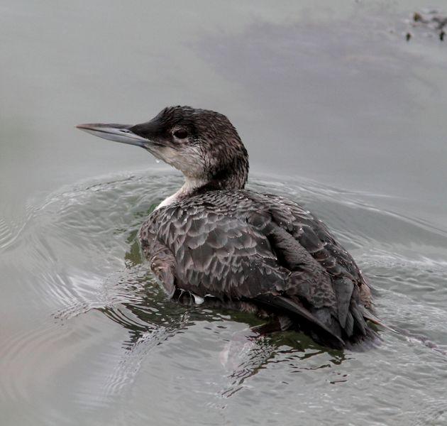 COLIMBO GRANDE(GAVIA INMER) ESE EXTRAÑO DEL NORTE