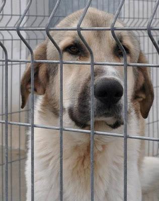 ANIMALES RIOJA NECESITA NUESTRA AYUDA, ¡MUY URGENTE!