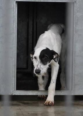ANIMALES RIOJA NECESITA NUESTRA AYUDA, ¡MUY URGENTE!