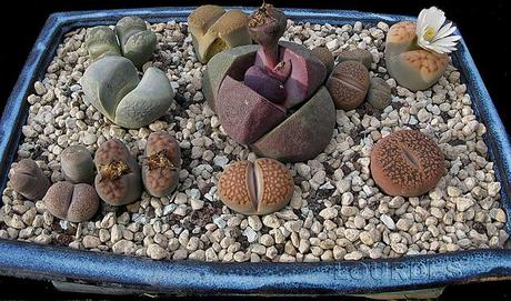 Lithops, cultivo hidroponico