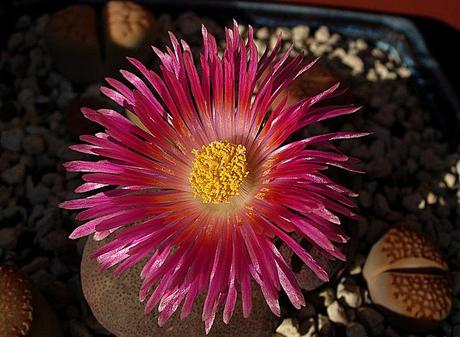 Lithops, cultivo hidroponico