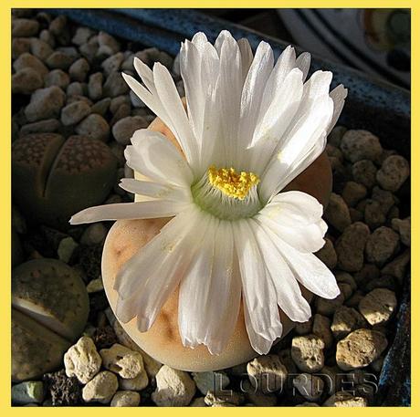 Lithops, cultivo hidroponico