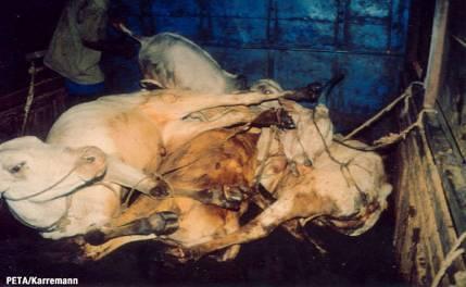 Hollywood le declara la guerra a las pieles