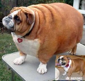 Obesidad canina. ¿Hay diferencia entre la percepción del dueño y del veterinario?