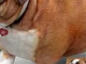 Obesidad canina. ¿Hay diferencia entre percepción dueño veterinario?