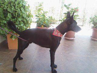 X podenco y negro... un mas dificil todavia