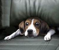 Miedo perro - Sergio Cossa