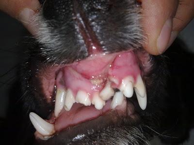 NO PODEMOS DEJARLE ASÍ, MORIRÁ!! Bretón jovencisimo con mandíbula destrozada.