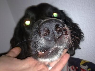 NO PODEMOS DEJARLE ASÍ, MORIRÁ!! Bretón jovencisimo con mandíbula destrozada.