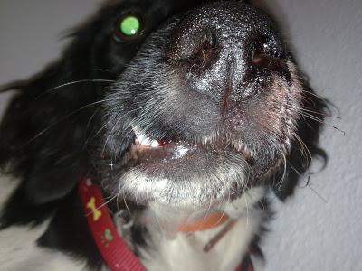 NO PODEMOS DEJARLE ASÍ, MORIRÁ!! Bretón jovencisimo con mandíbula destrozada.