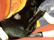 KEKA, METIDA SACO GOLPEADA CONTRA SUELO PARA MATARLA.Necesita acogida urgente Córdoba