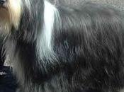 Bearded Collie