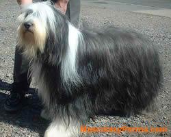 Bearded Collie