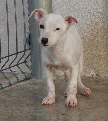 RIOJA (PERRERA)  48H PARA QUE QUITEN LA VIDA A ESTOS CACHORROS.