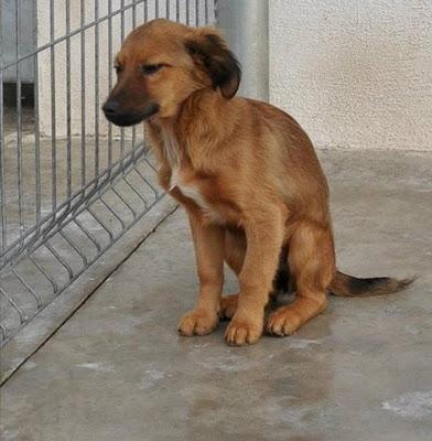 RIOJA (PERRERA)  48H PARA QUE QUITEN LA VIDA A ESTOS CACHORROS.