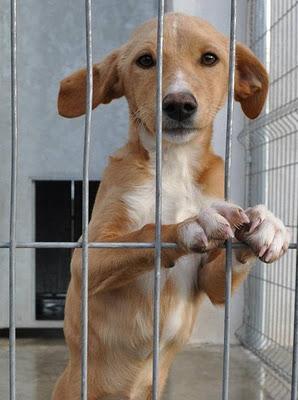 RIOJA (PERRERA)  48H PARA QUE QUITEN LA VIDA A ESTOS CACHORROS.