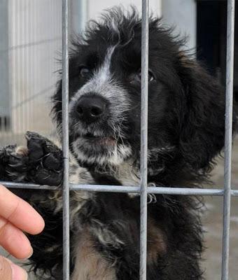RIOJA (PERRERA)  48H PARA QUE QUITEN LA VIDA A ESTOS CACHORROS.