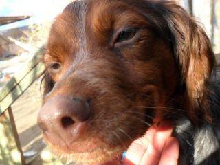 Gordi tiene algo que contarte