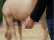 Reiki para perros otros animales compañía