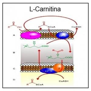 La carnitina en los alimentos para perros con obesidad