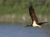 Primera cita cigüeña negra para estuario Miño