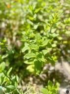 Licor de menta, el digestivo ideal para acabar bien tus comidas