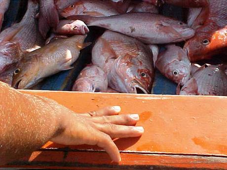 EL DOGMA LIBERAL Y LAS CRISIS ECONÓMICAS